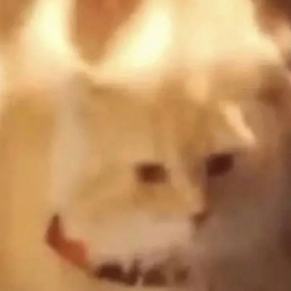 animelol1805